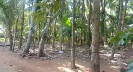 Dijual Tanah SHM MURAH. 400ribu/meter, L : 2100 M2, Bantul.