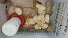 DOC ayam kampung Elba