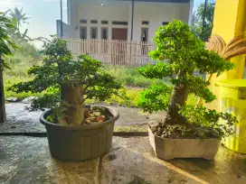 Bonsai serut size Medium
