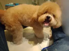 Grooming kucing dan anjing