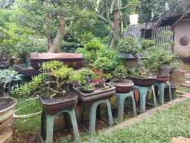 Bonsai berbagai jenis