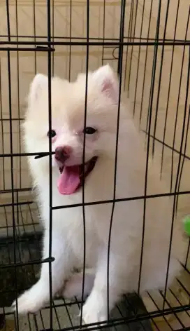 Pom fox face betina
