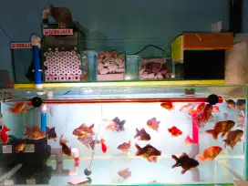 Jual ikan mas koki
