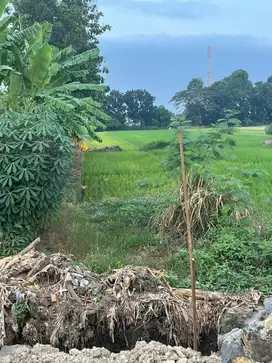 Tanah Kelurahan Pekuwon Kecamatan Bangsal Kabupaten Mojokerto