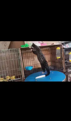 Jual borongan musang pandan murah