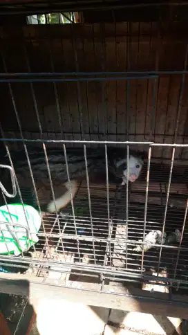 Jual borongan musang pandan murah
