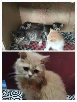 Yang mau anakan kucing boleh ambil free