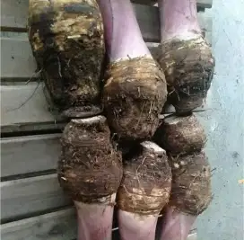 Bentoel segar baru bagus bagus ready