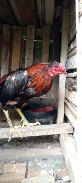 Ayam Bangkok muda