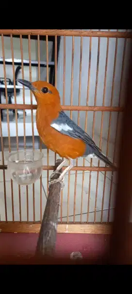 Anis merah jantan kaki hitam