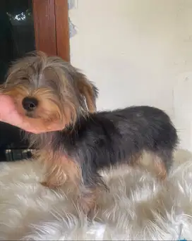 Dijual cepat remaja yorkie yorkshire terrier dengan stb dan chip
