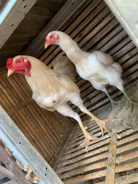 Ayam Kampung putih sepasang