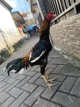 Ayam shamo jantan