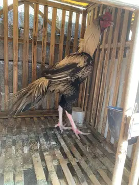 Ayam hias ekor lidi