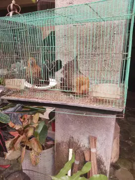 Sepasang Ayam Serama