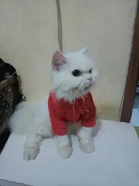 Open adopsi kucing Persia betina