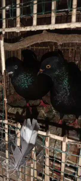 Burung dara sepasang jinak