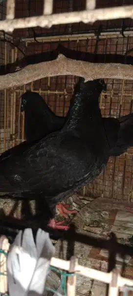 Burung dara sepasang jinak