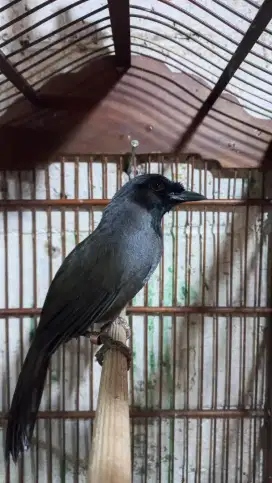 Burung Poksay Hongkong Pipi Hitam Betina Gacor Jinak
