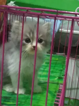 Kitten Persia jantan