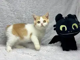 Kucing BSH Bicolour Red Jantan Ped WCF