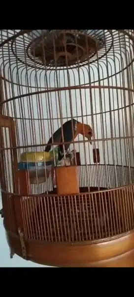 Burung Anis Merah gacor