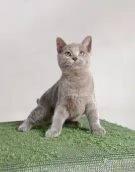British Shorthair Kitten