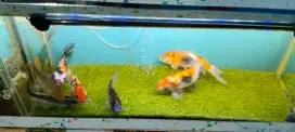 Jual paket ikan koi