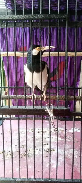 Burung jalak suren