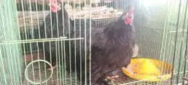 Ayam bantam cocin sepasng induk