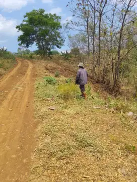 DIJUAL CEPAT TANAH DI PURWOSARI . DEKAT KEBUN RAYA PURWODADI