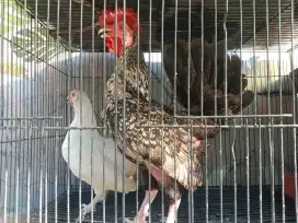 Keluarga Ayam Kate