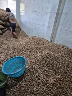 Jual biji Pala kering