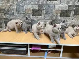 Open adopsi BSH kitten 2.5 bulan