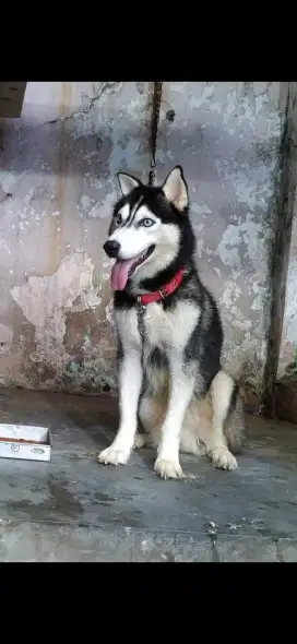 Dijual anjing husky jtn,bgs,sehat...