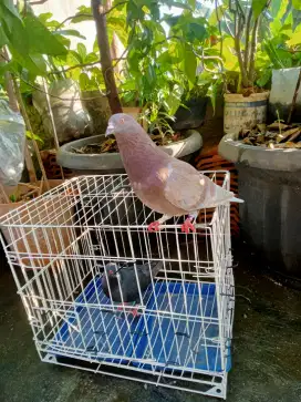 Sepasang Berung Merpati/Dara