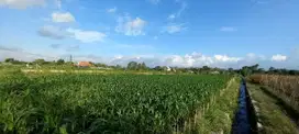 JUAL MURAH TANAH SAWAH BENDOSARI SANANKULON BLITAR