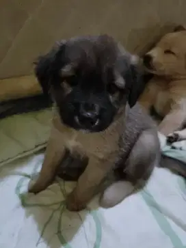 Jual pupies tirunan anjing pemburu & jago nangkap tikus