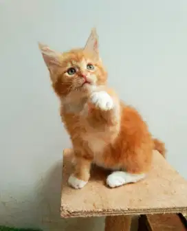Kitten MaineCoon Betina Pure No mix. Induk ped Cfa Maine Coon