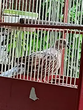derkuku leopard gacorrdorr postur gagah.