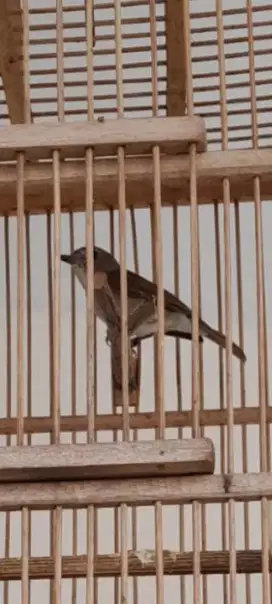 Burung muray msh semaunya bunyi