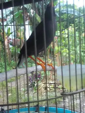JALAK KEBO POSTUR JUMBO BIG PANJANG SUARA VARIASI 350 BURJA
