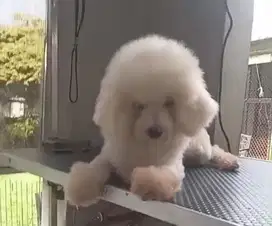 Bichon frise betina indukan