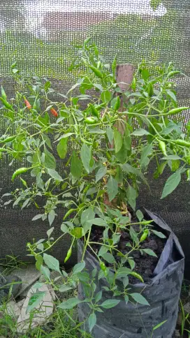 Tanaman cabe di polybag