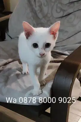 Kucing Putih Betina 4 bulan