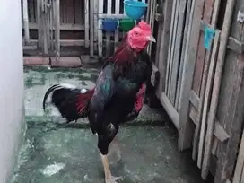 Ayam bangkok barter/tt pacek