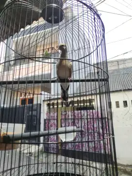 Perkutut Silver udh rajin bunyi