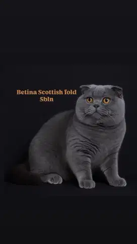 Scottish fold betina jdh in british shorthair bsh line import