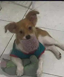 MINI POMP BETINA