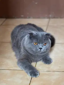 Scottish fold blue  betina kitten jdhin british gaelic peaknose exo